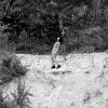 En finir  Avec les arbres