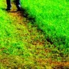 Le début des haricots